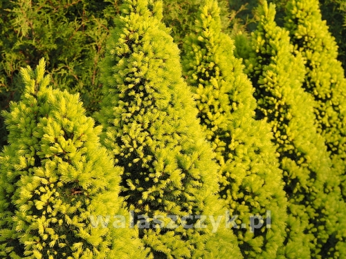 Picea glauca 'Biesenthaler Frühling' 